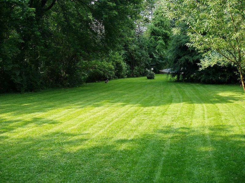 Smart March Care Speeds Lawn Recovery