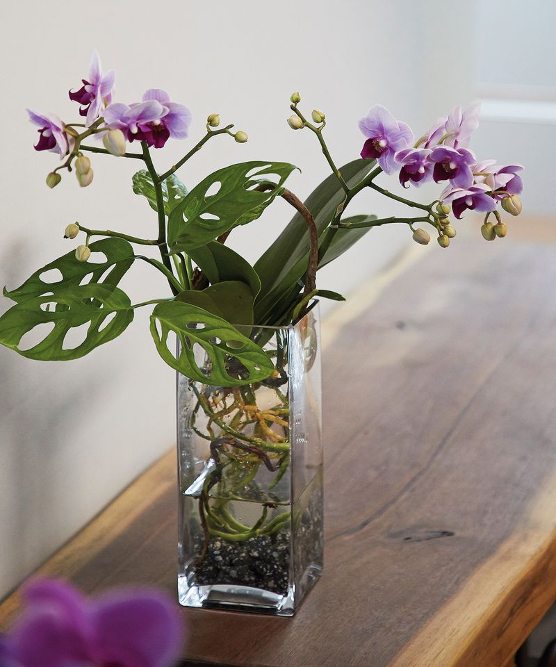 Orchids Bloom Beautifully In Semi-Hydroponic Systems