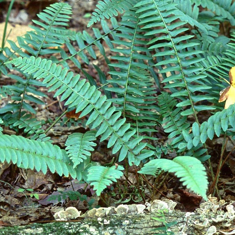 Christmas Fern Keeps Your Yard Green Year-Round With Zero Fuss