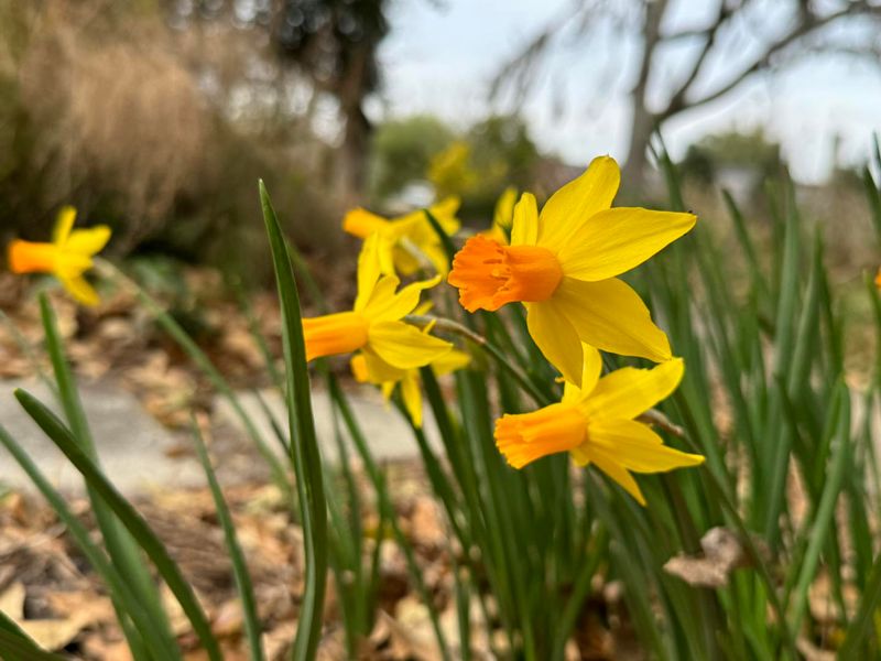 Daffodils (Narcissus Spp.)
