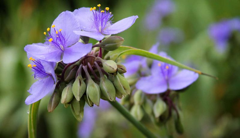 Virginia Spiderwort Lights Gardens With Violet Clusters