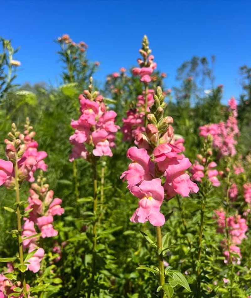 Pink Snapdragons