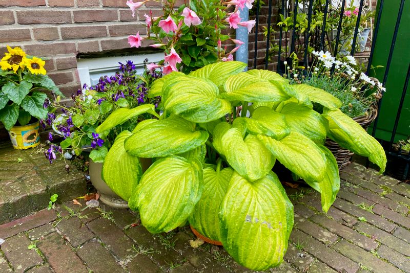 Offer Attractive Foliage Colors And Textures