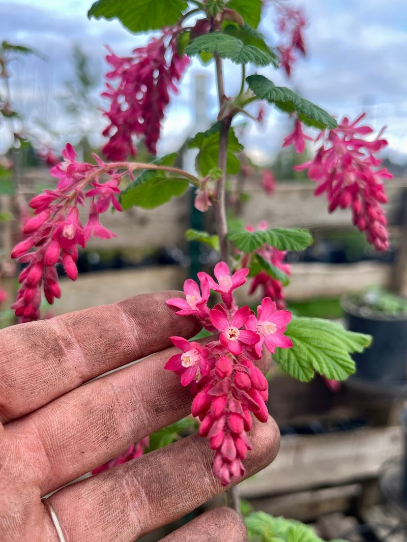 Red-Flowering Currant (Ribes sanguineum)