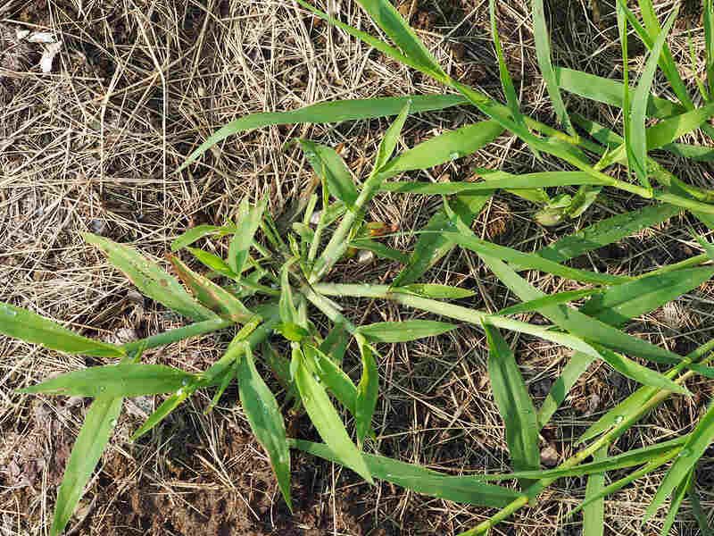 Smooth Crabgrass And Large Crabgrass