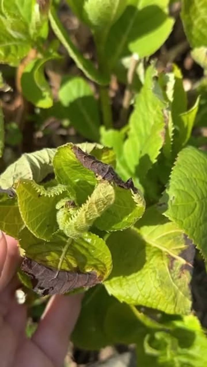 Wilting Leaves From Drought Stress