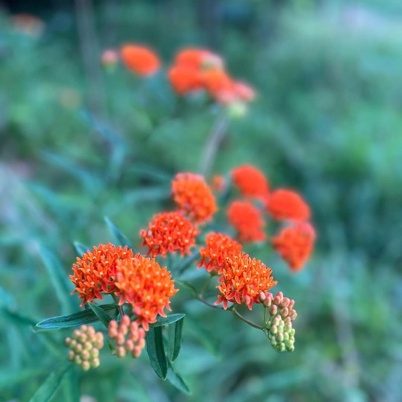 Butterfly Weed Thrives In Dry Sunny Ohio Soil