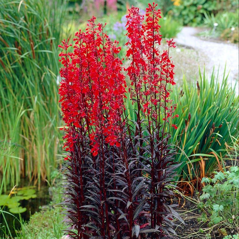 Cardinal Flower Stops Garden Traffic
