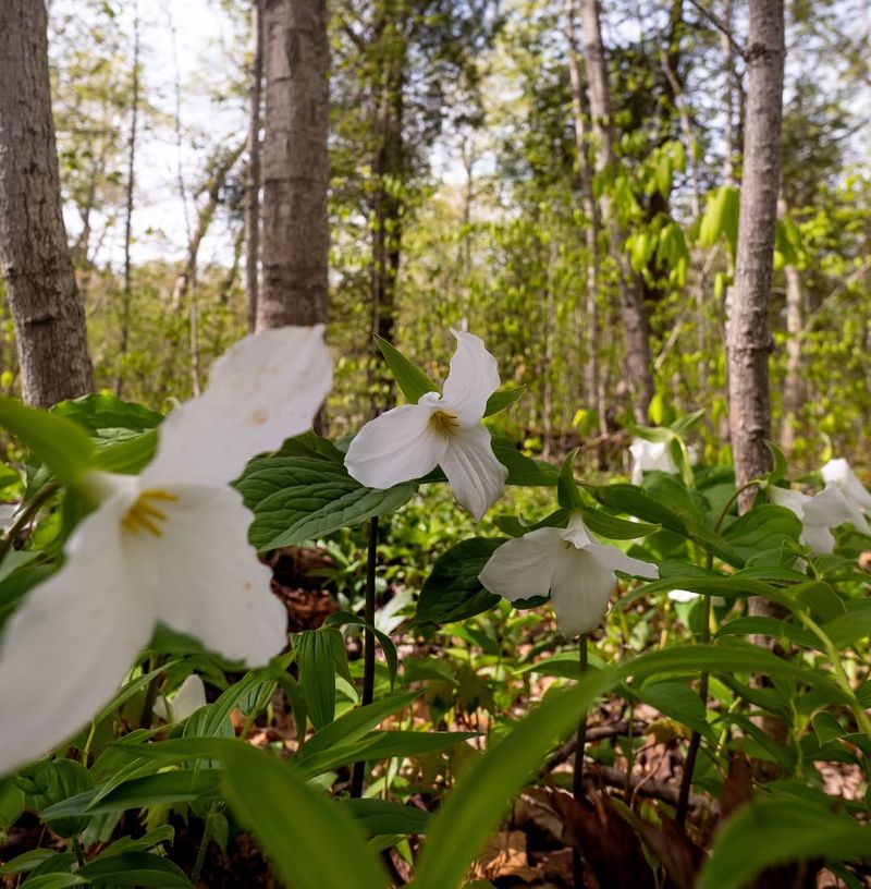 Great White Trillium Welcomes Early Spring