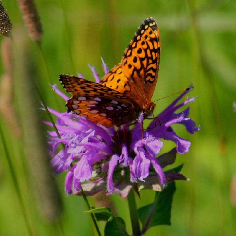 Wild Bergamot Attracts Bees And Butterflies