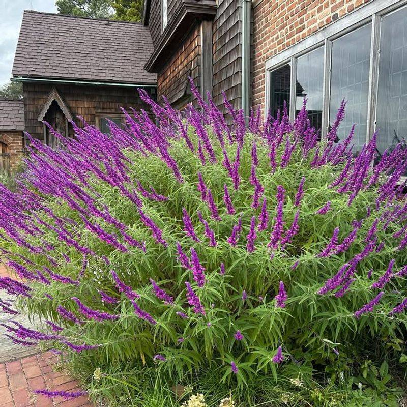 Other Fabulous Sage Options To Try