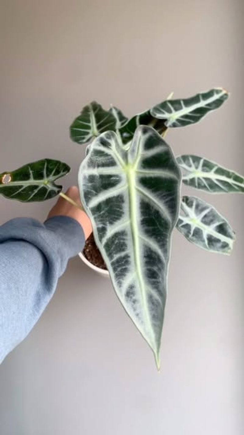 Providing Too Little Light