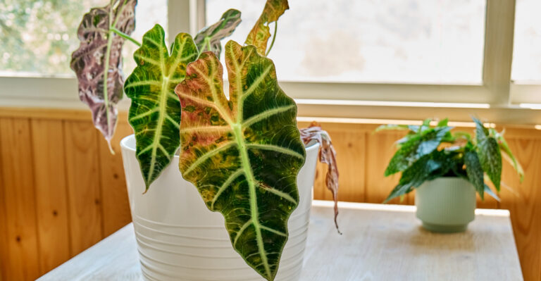 sick alocasia