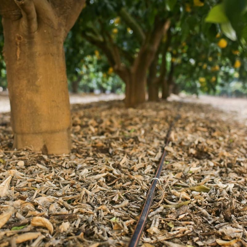 Watering Mistakes That Hurt Florida Citrus Trees