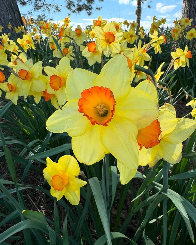 Daffodil (Narcissus spp.)