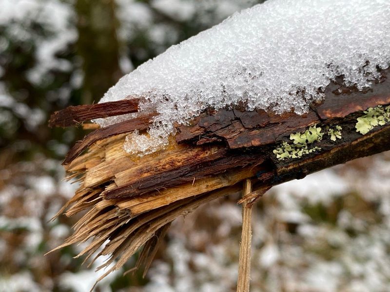 Shrubs Most Likely To Break In Pennsylvania