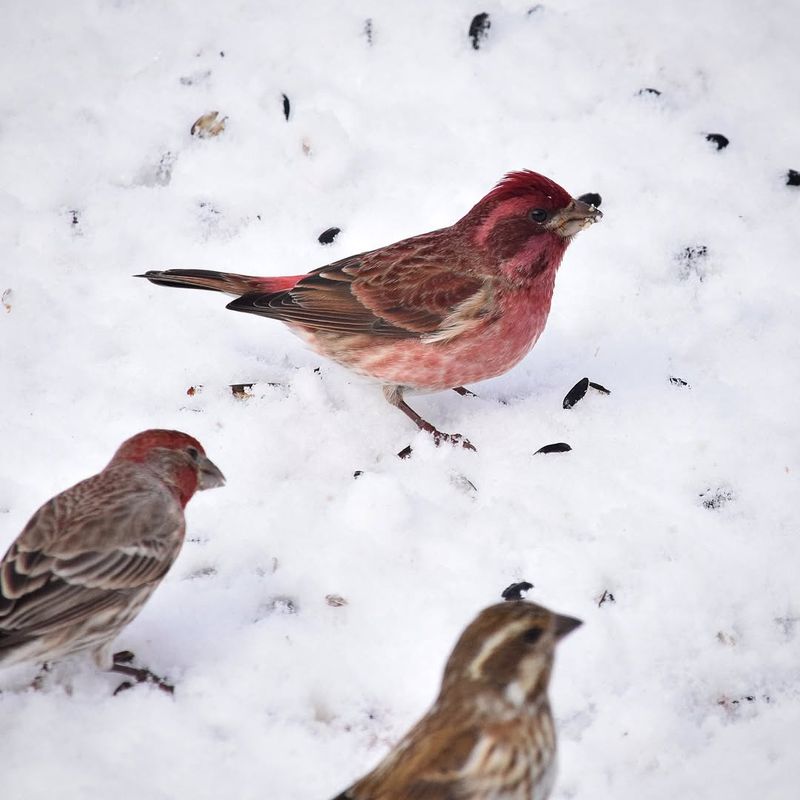 Post-Cold Snap Support Prevents Delayed Losses