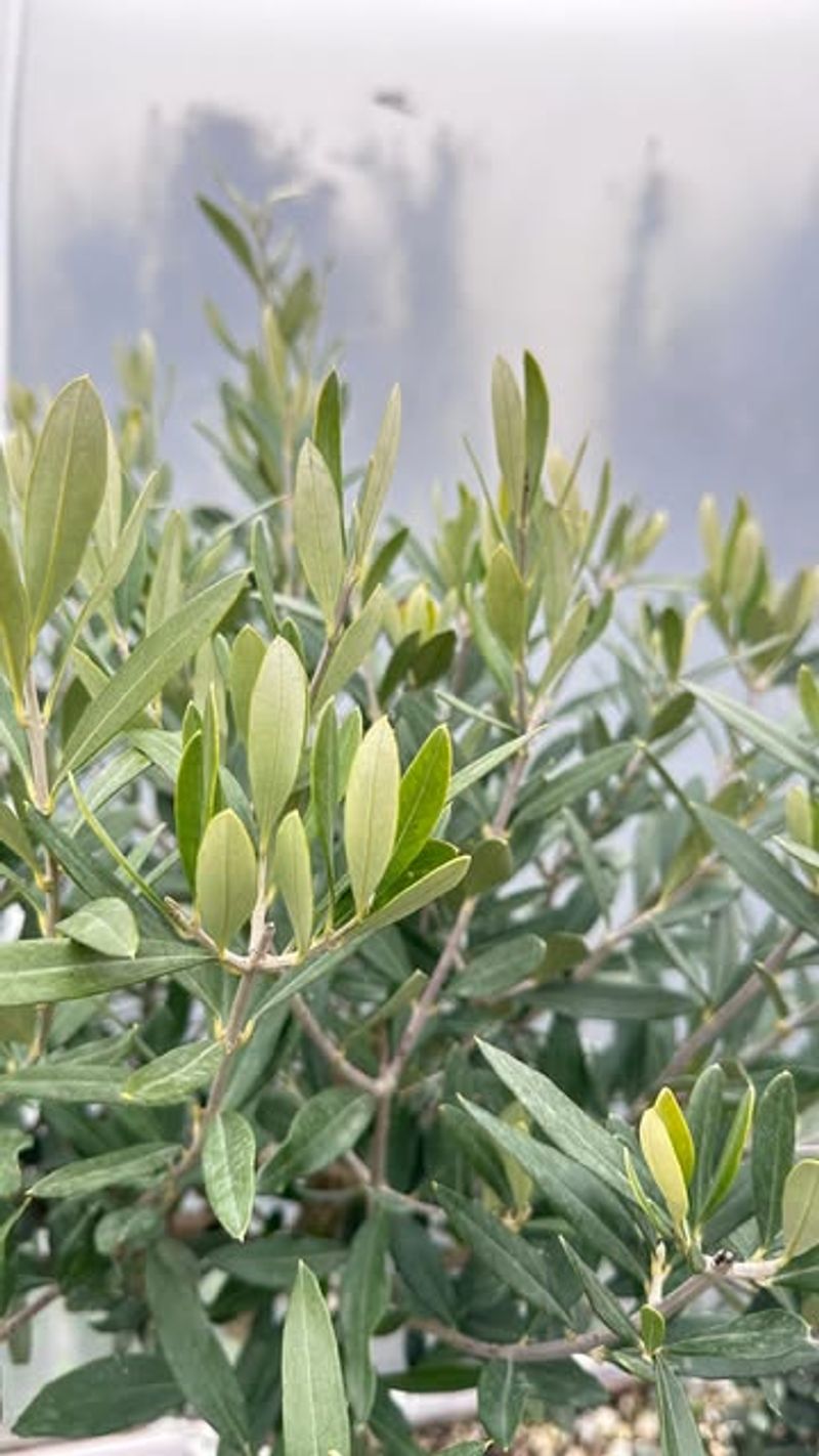 Tight Form Holds Naturally With Dwarf Olive