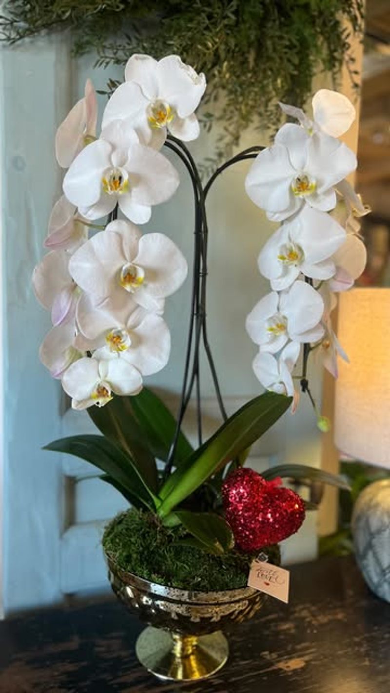 Elegant Arching Flowers Set Dendrobium Apart