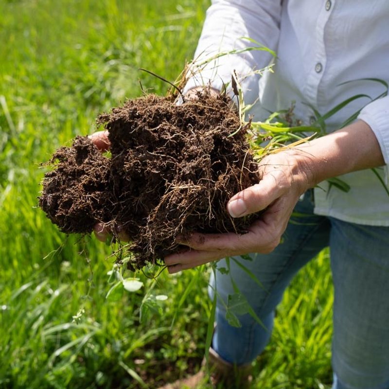 Poor Organic Matter Content