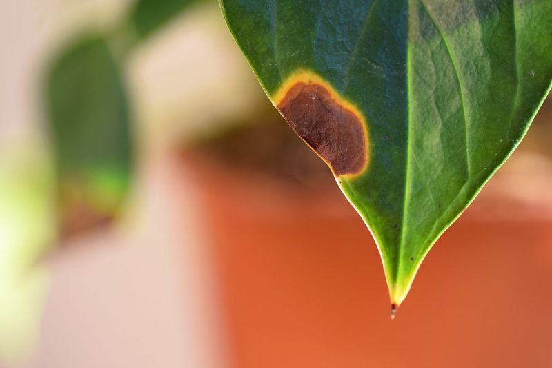 Low Humidity Can Cause Leaf Curling And Browning