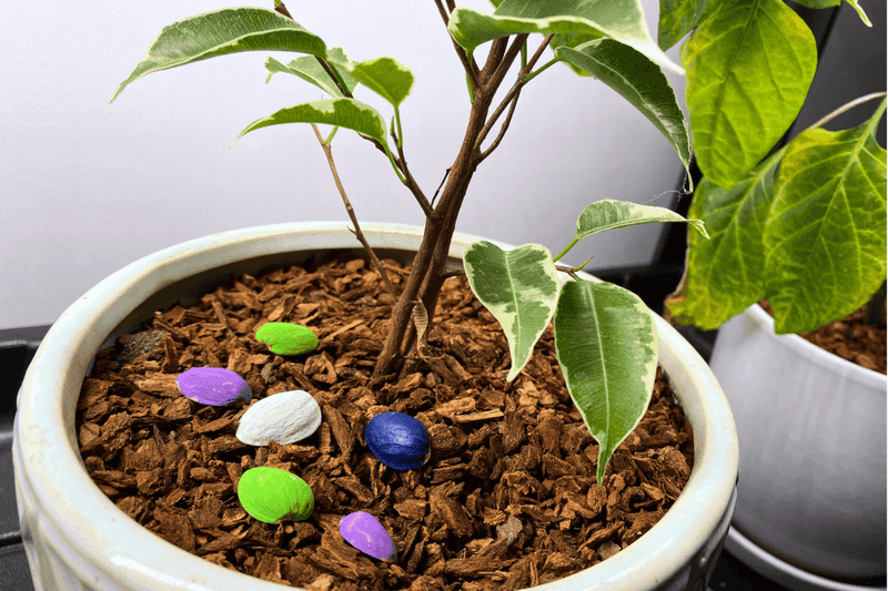 Decorative Ground Cover