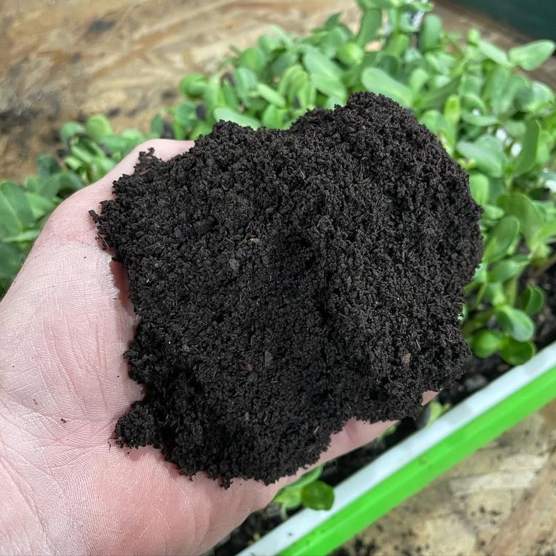 Worm Castings Strengthen Roots Without Forcing Fast Growth