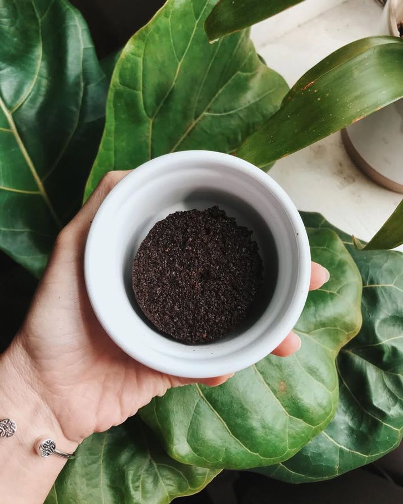 Used Coffee Grounds Add Organic Matter To Garden Beds