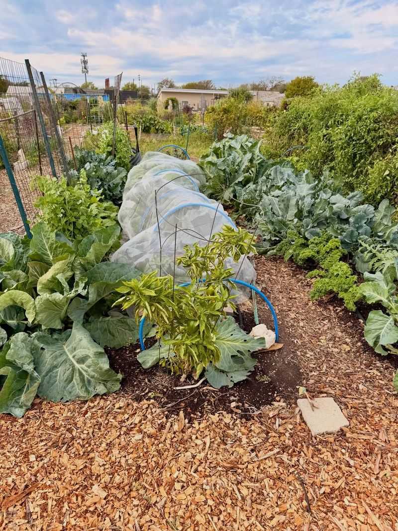 Leaves Become Natural Garden Protection