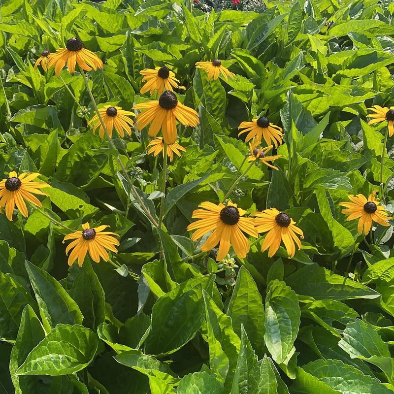 Black Eyed Susan Thrives In Tough Conditions