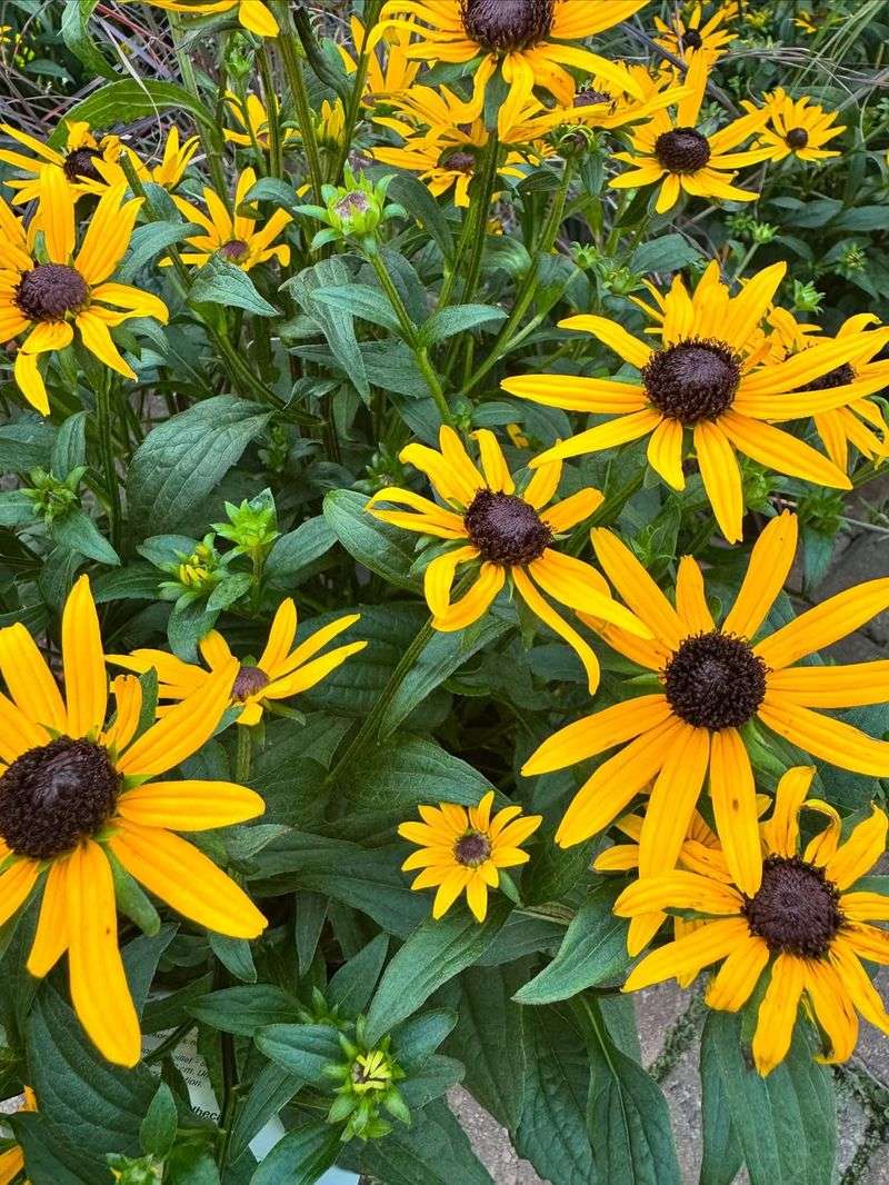 Black-Eyed Susan (Rudbeckia fulgida)