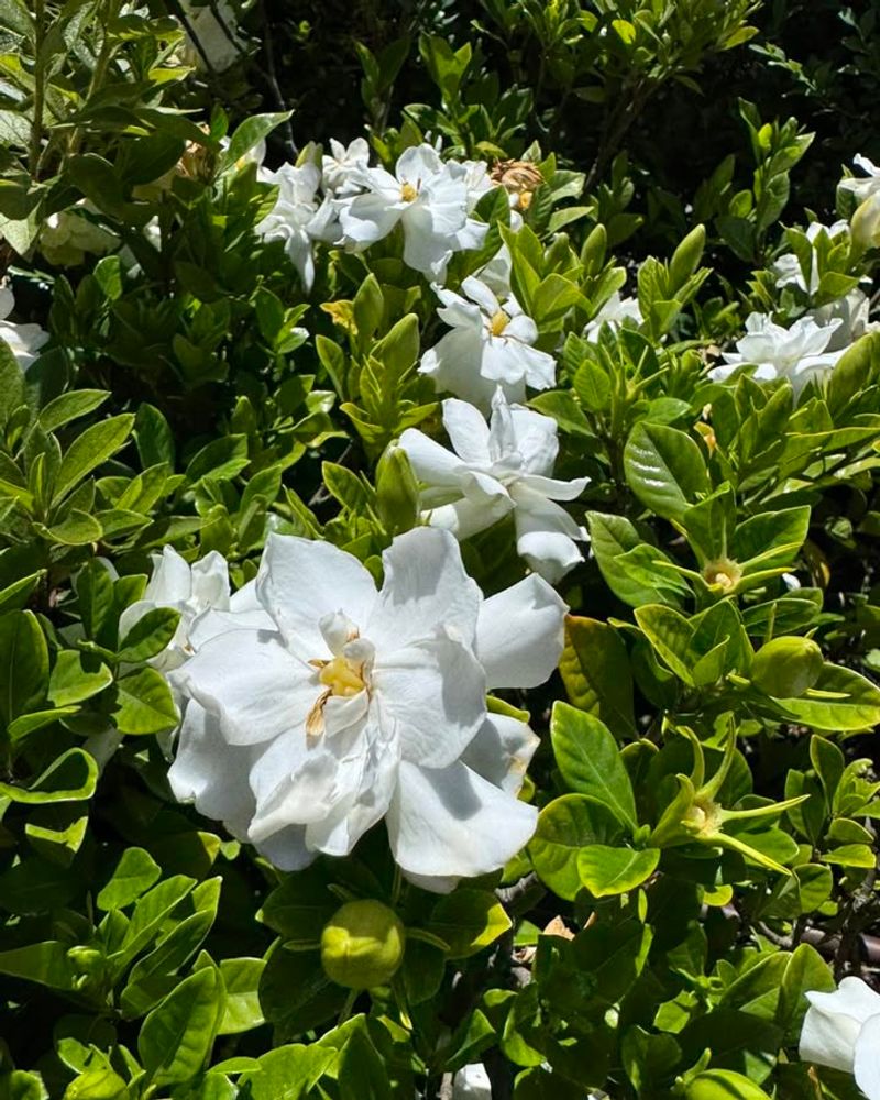 Gardenia Holds Structure With Very Little Upkeep In The Right Spot