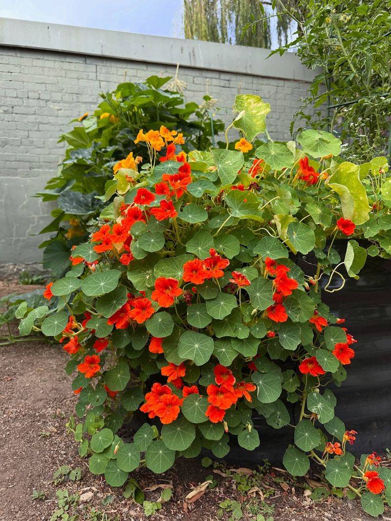 Nasturtium, Edible Garden Gem