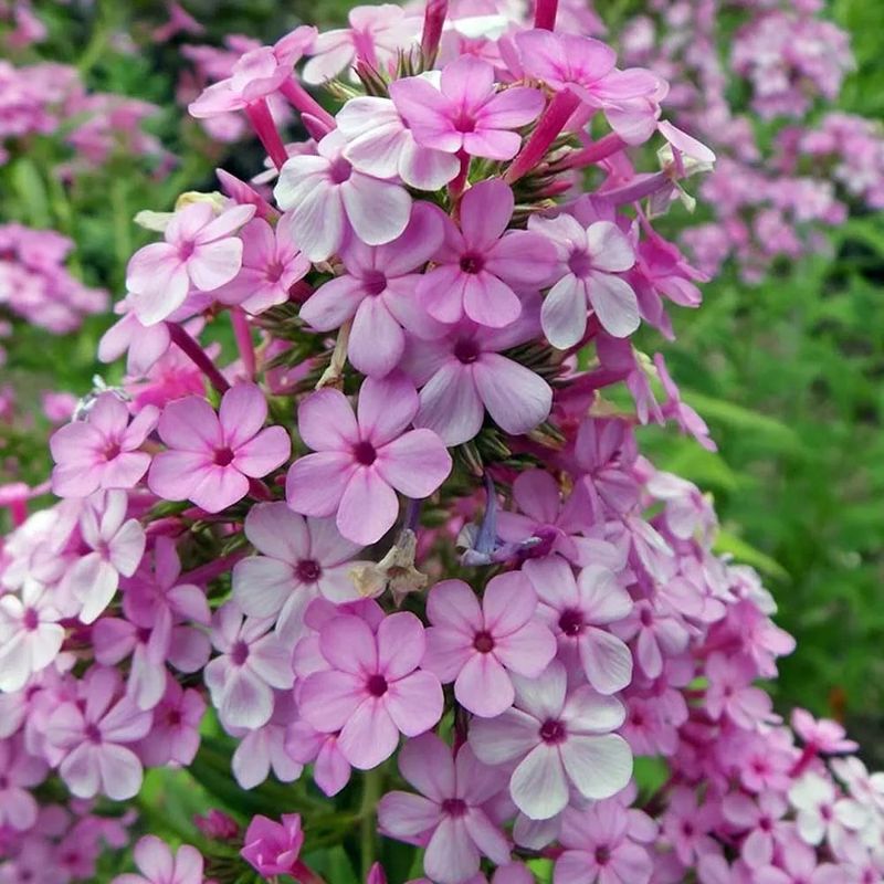 Garden Phlox Brings Fragrant Summer Color