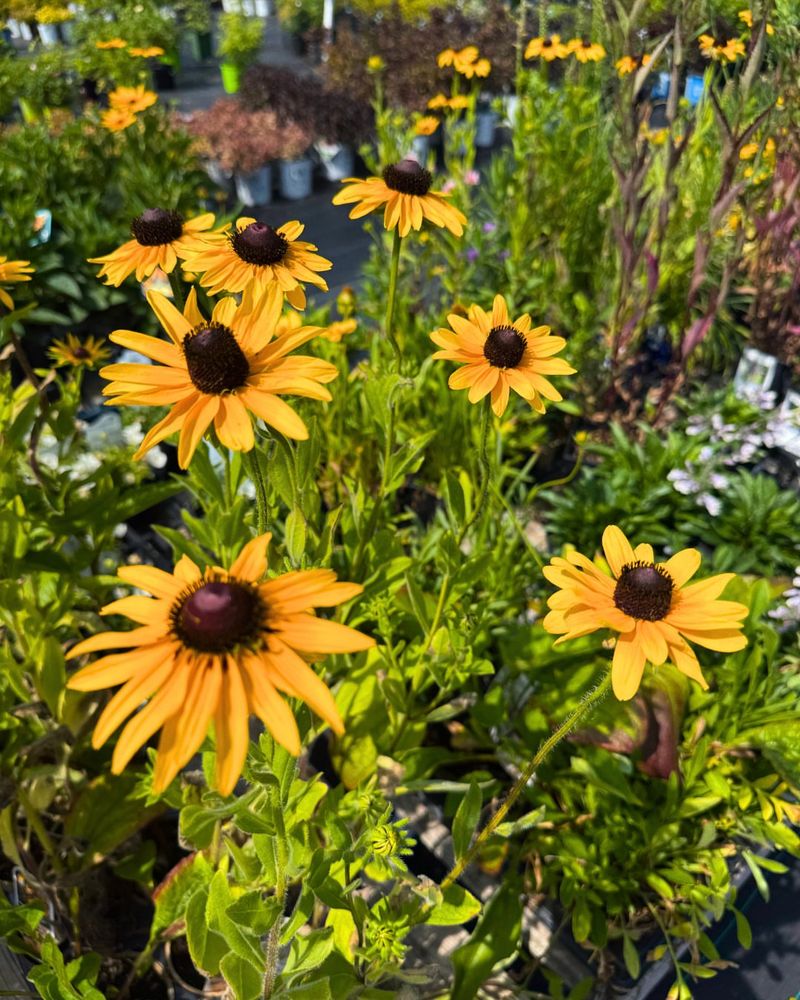 Black-Eyed Susans Turn Any Front Yard Into A Sunny Spotlight