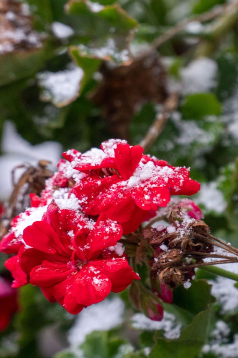 Hardy Geraniums Benefit From Reduced Freeze Thaw Stress