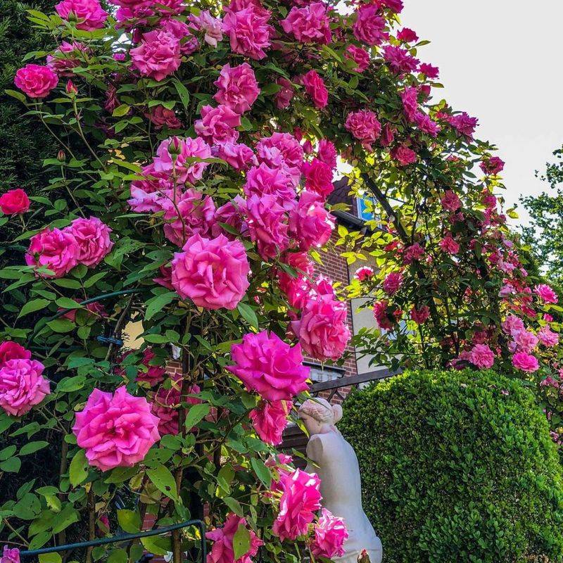 Climbing Roses (Vigorous Varieties)