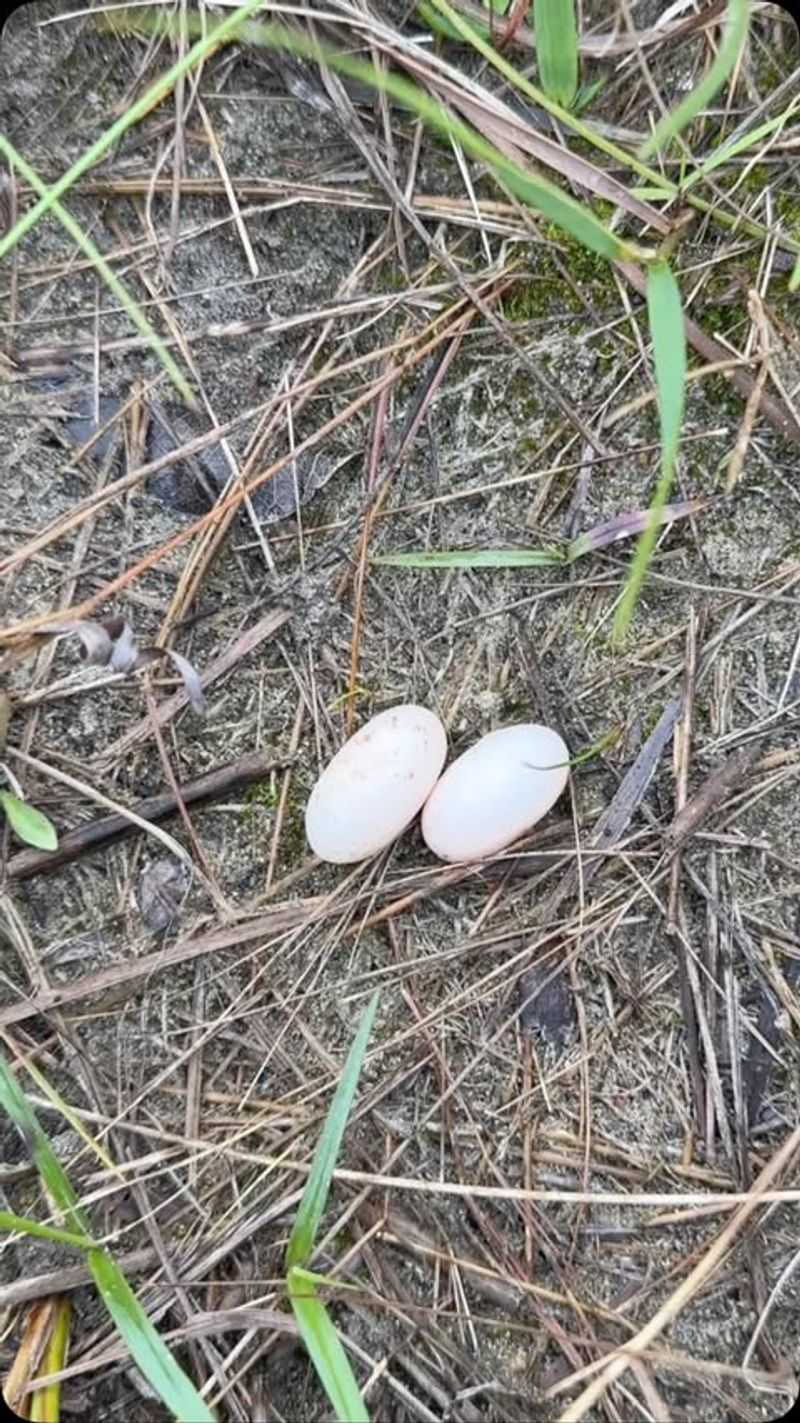 Understand Why Eggs Appear In Yards