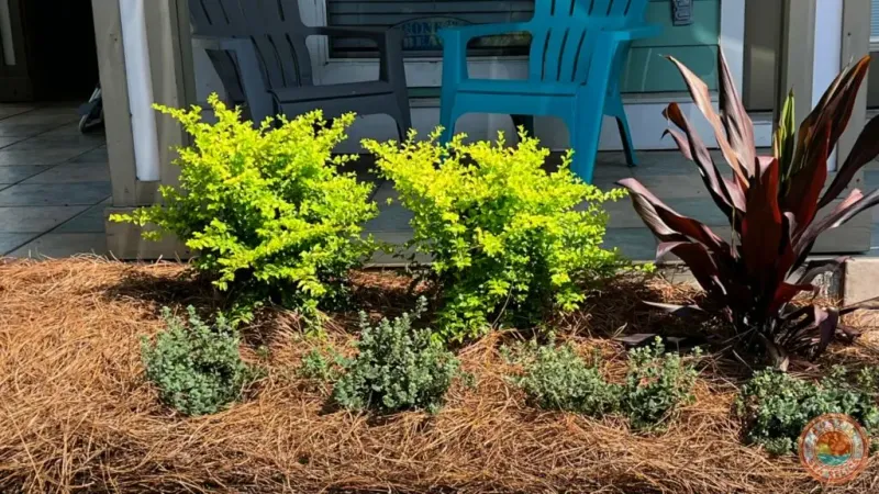 Suppress Early Spring Weeds Before They Spread