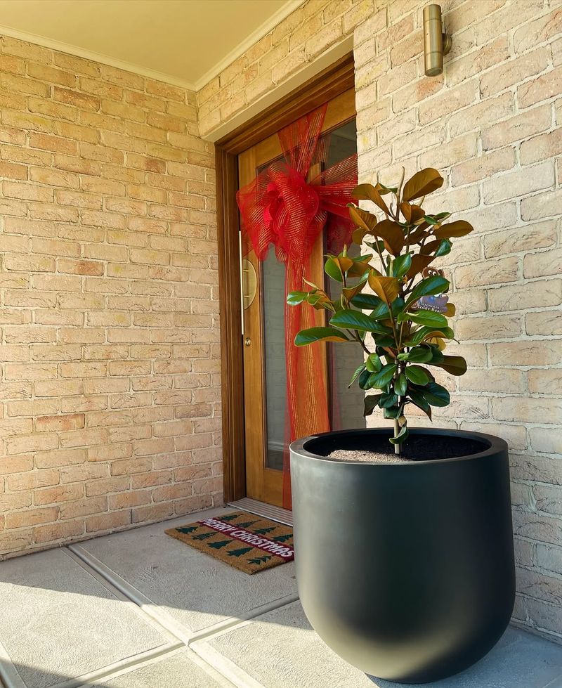 Pick A Variety That Handles Georgia Heat And Humidity Well