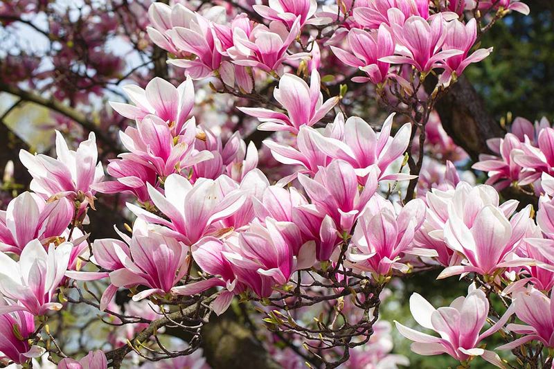 Decide Between Evergreen Vs Deciduous Magnolias
