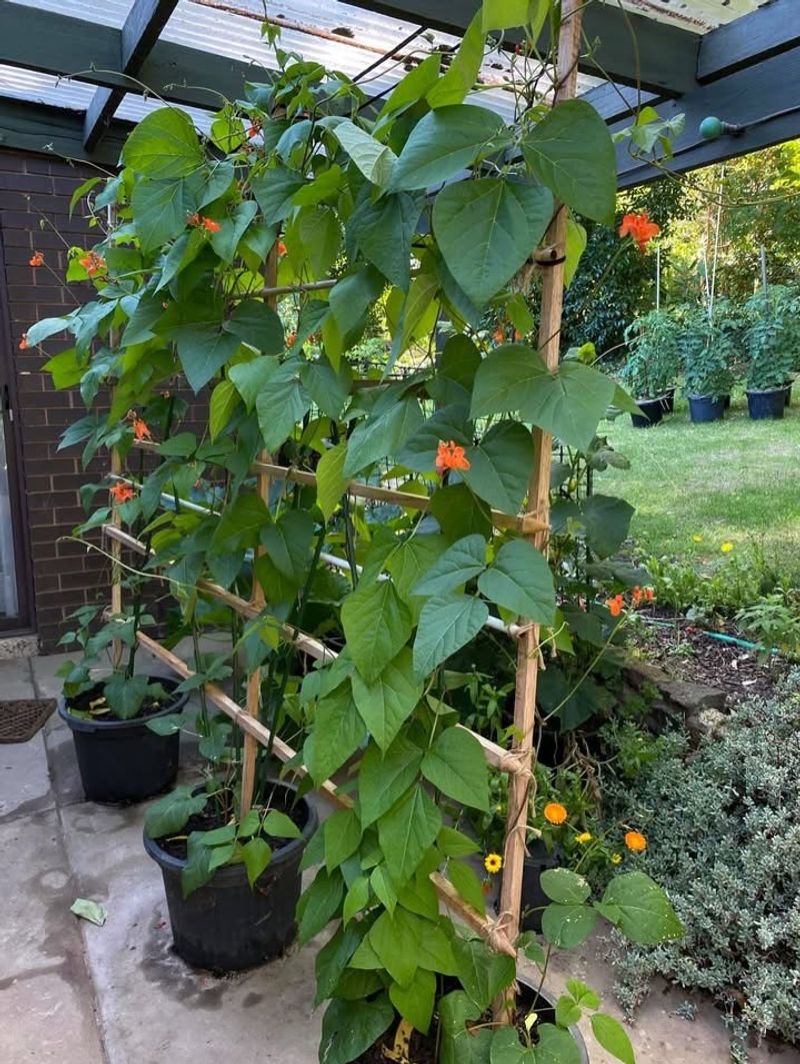 Some Crops Are Genetically Built For Desert Summers