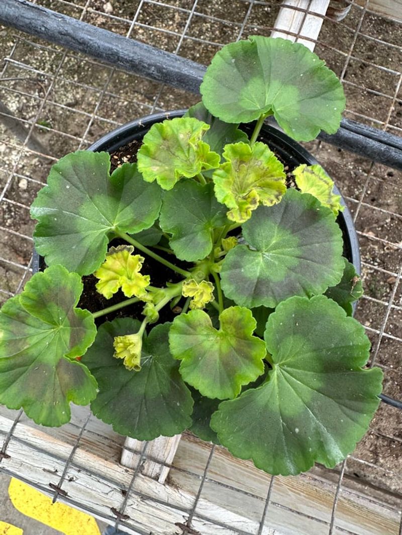 Balanced Fertilizer Encourages Continuous Blooming