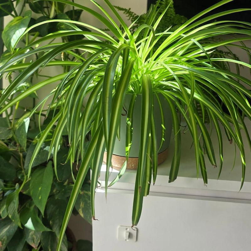 Boost Humidity For Healthier Fuller Foliage