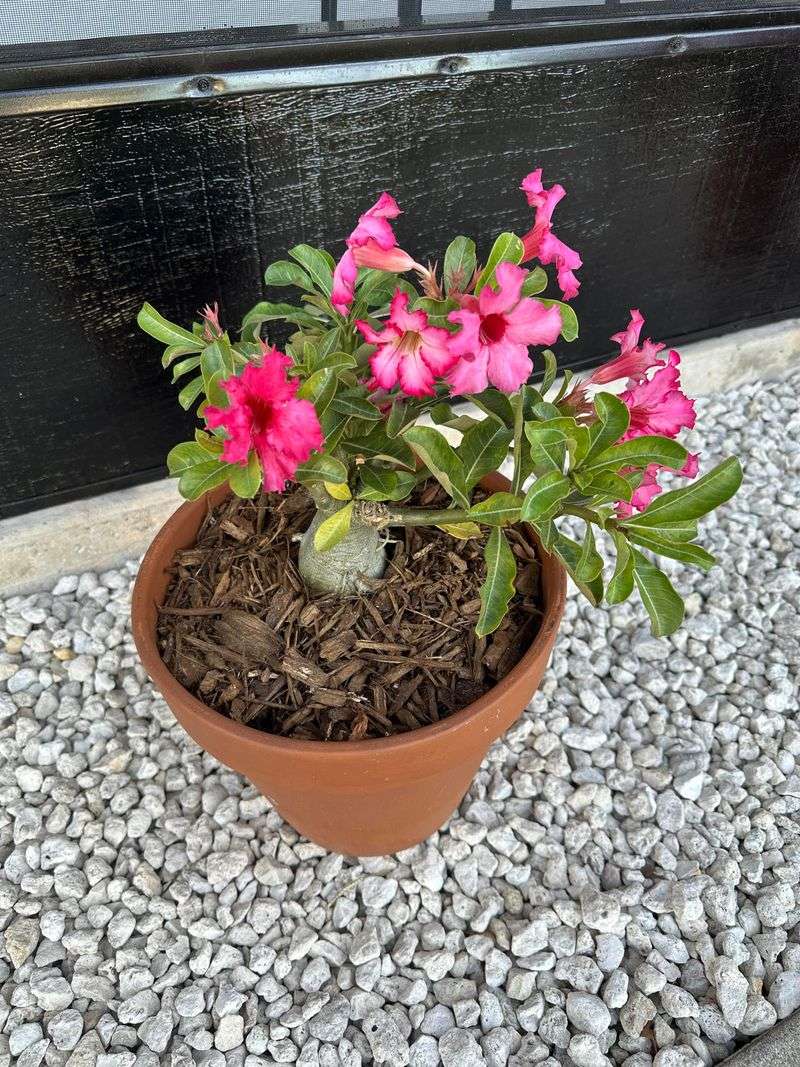 Seasonal Care Keeps Plants Vibrant Year Round