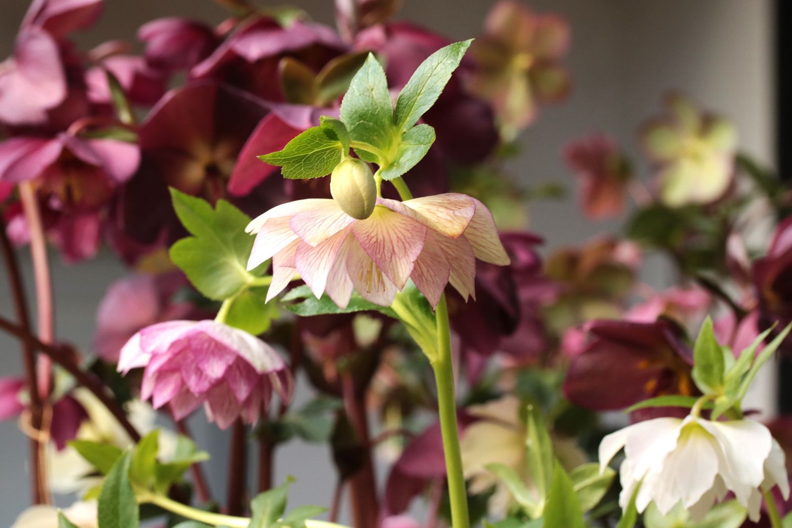 hellebores indoors