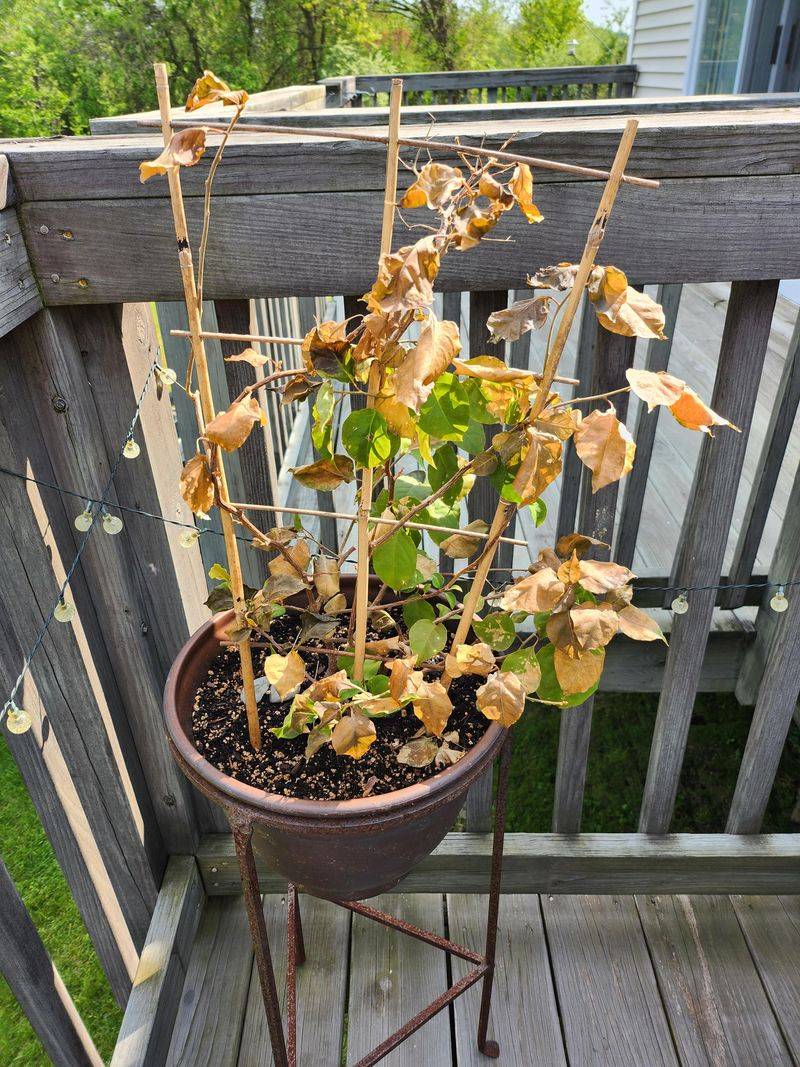 Cold Snaps Can Delay Flower Cycles