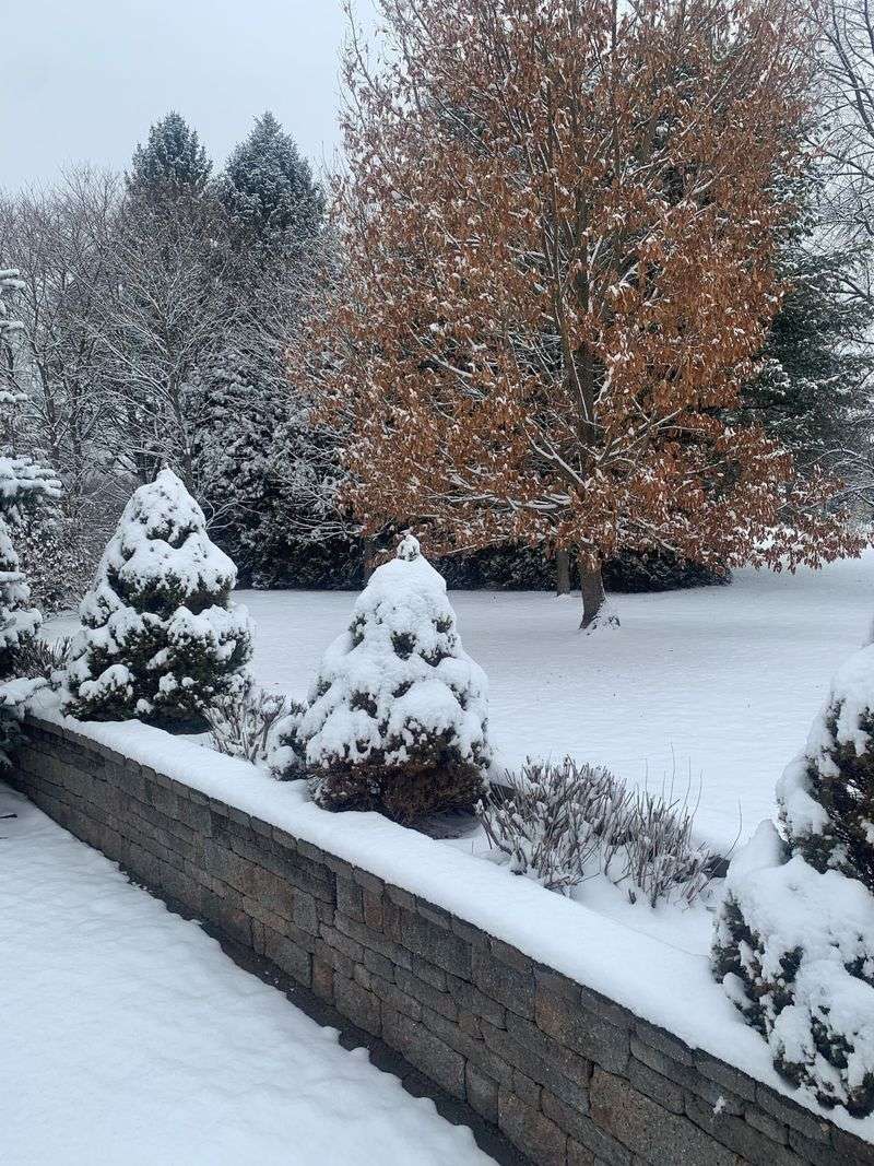 Avoid Heavy Traffic On Snow-Covered Lawns