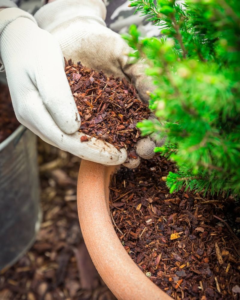 Mulch Garden Beds To Conserve Moisture And Suppress Weeds