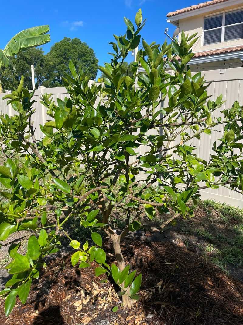 Fertilize Citrus And Fruit Trees Carefully